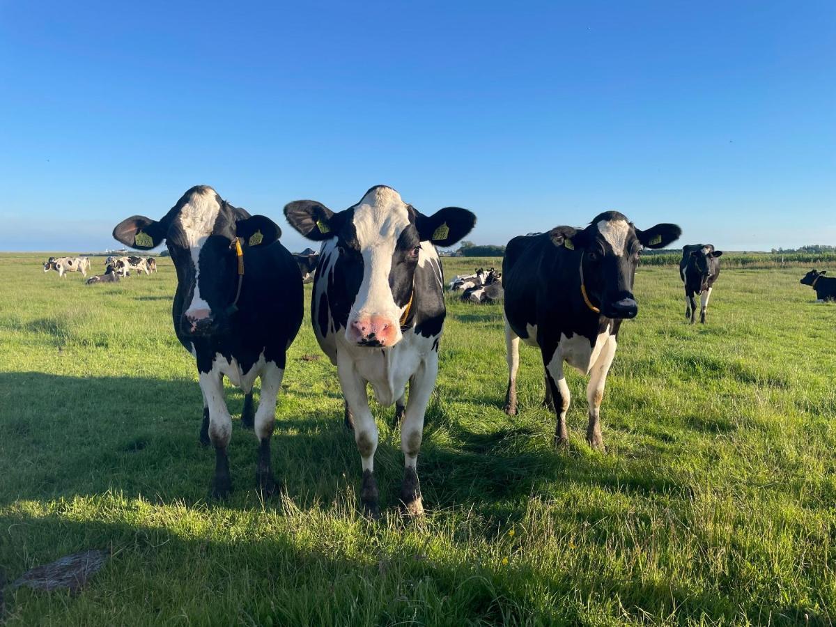 Johanneshoeve - De Mooiste Plek Op Texel Den Hoorn  Kültér fotó